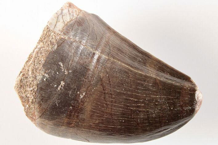 Fossil Mosasaur (Prognathodon) Tooth - Morocco #200985